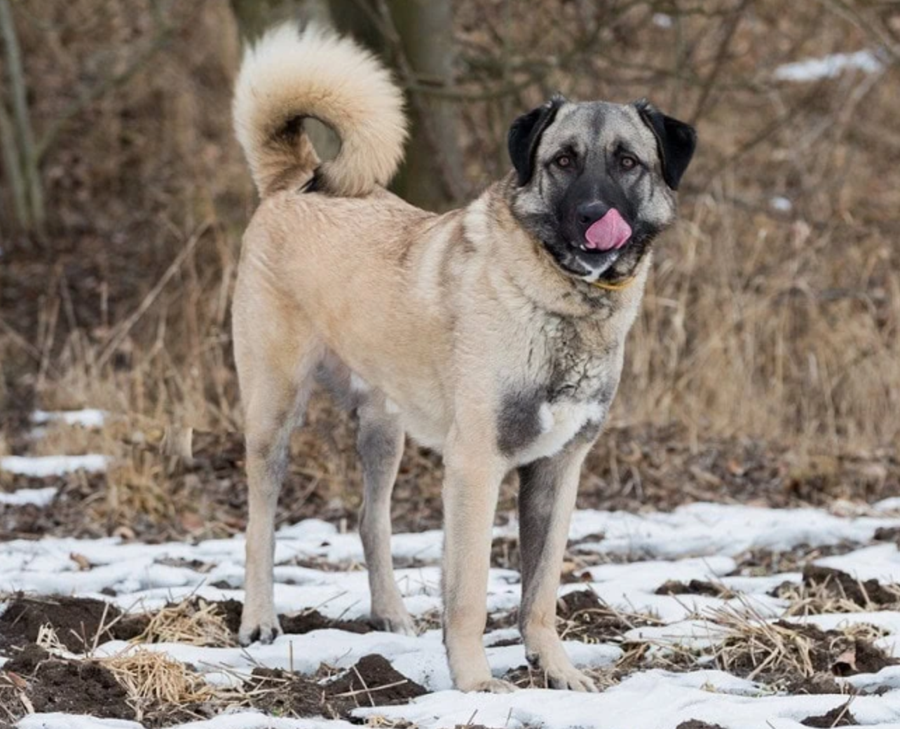 Anatolian Shepherd Dog